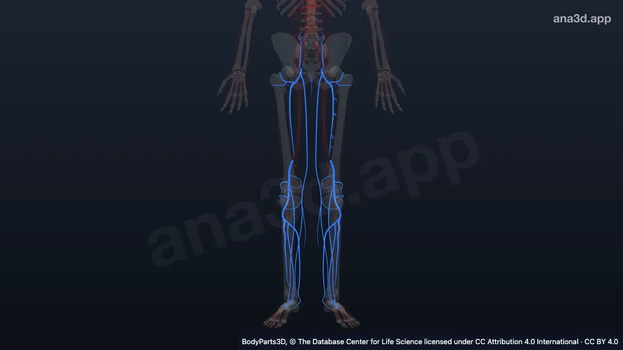 3D model: tributary of femoral vein