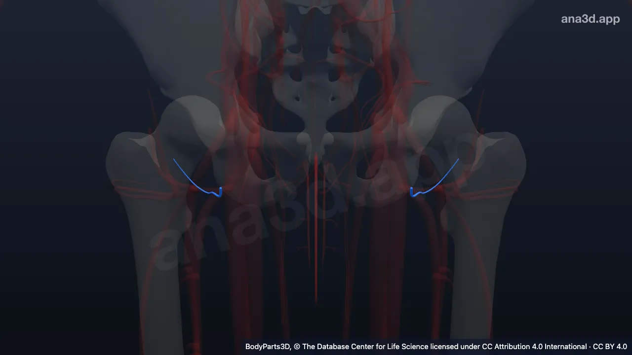 3D-Modell: Vena circumflexa femoris medialis