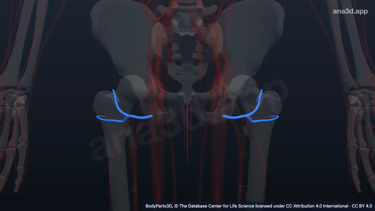 3D-Modell: Vena circumflexa femoris lateralis