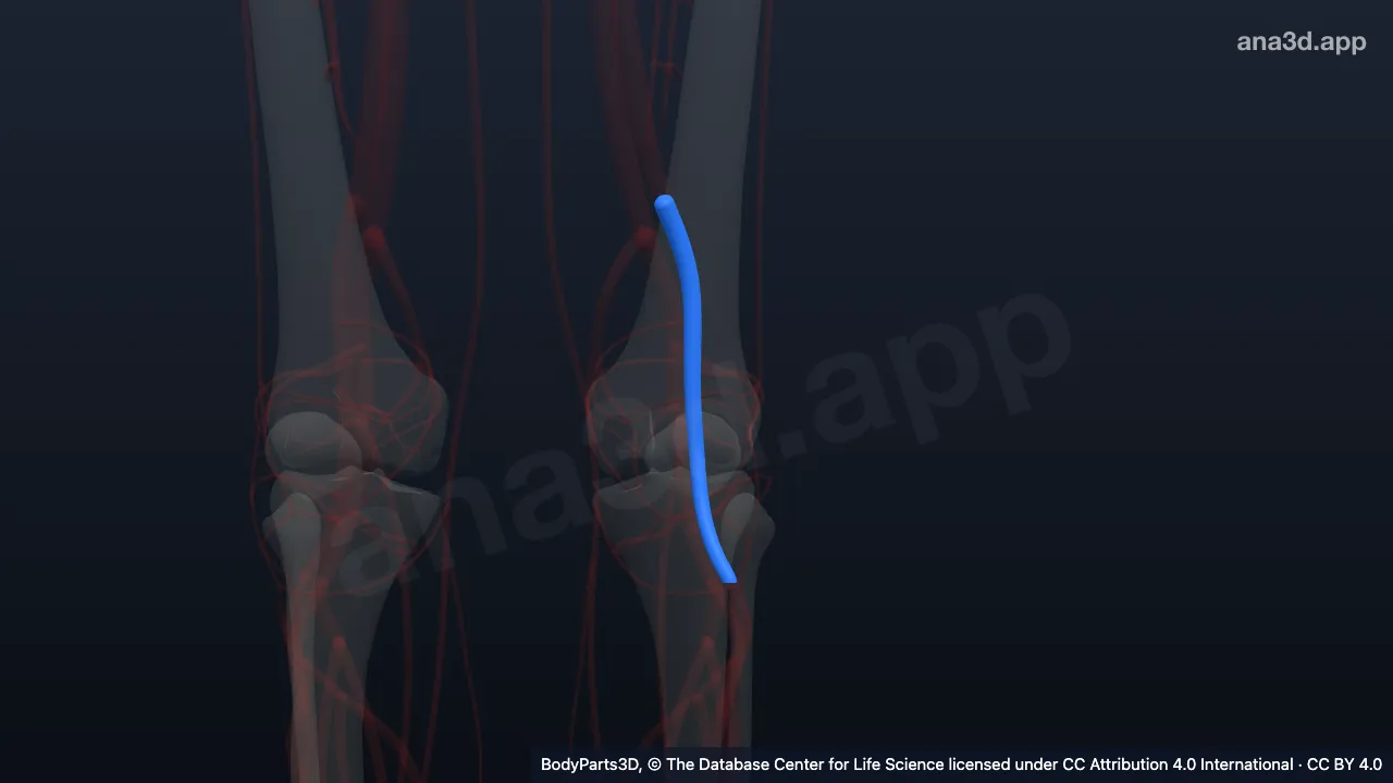 3D model: left popliteal vein