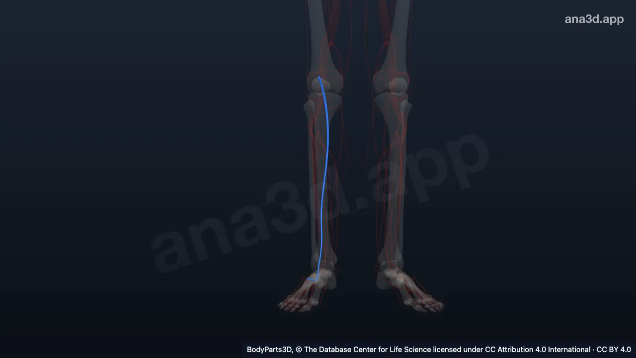 3D model: right small saphenous vein