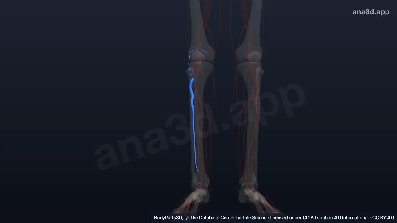 3D model: right anterior tibial vein