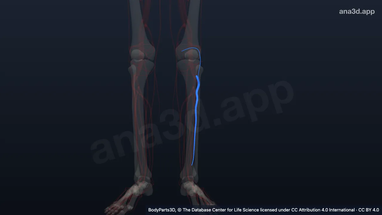 3D model: left anterior tibial vein