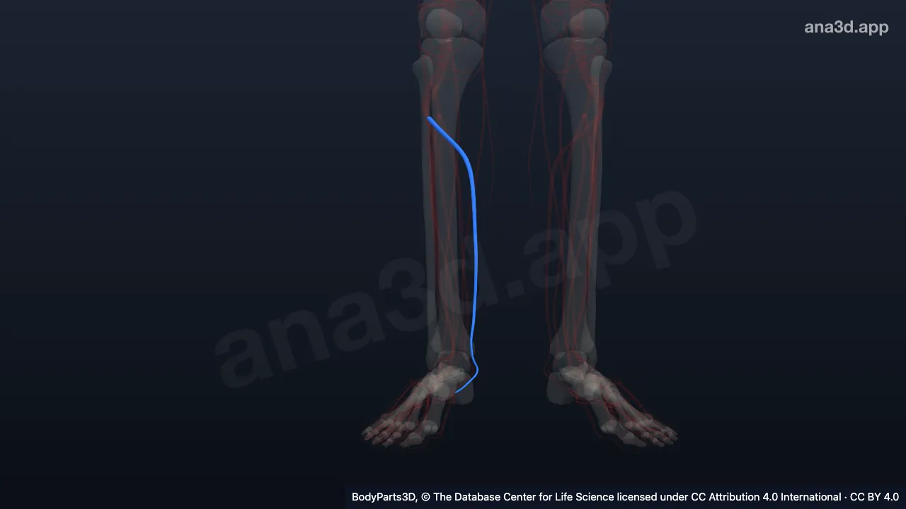 Model 3D: Vena tibialis posterior kanan