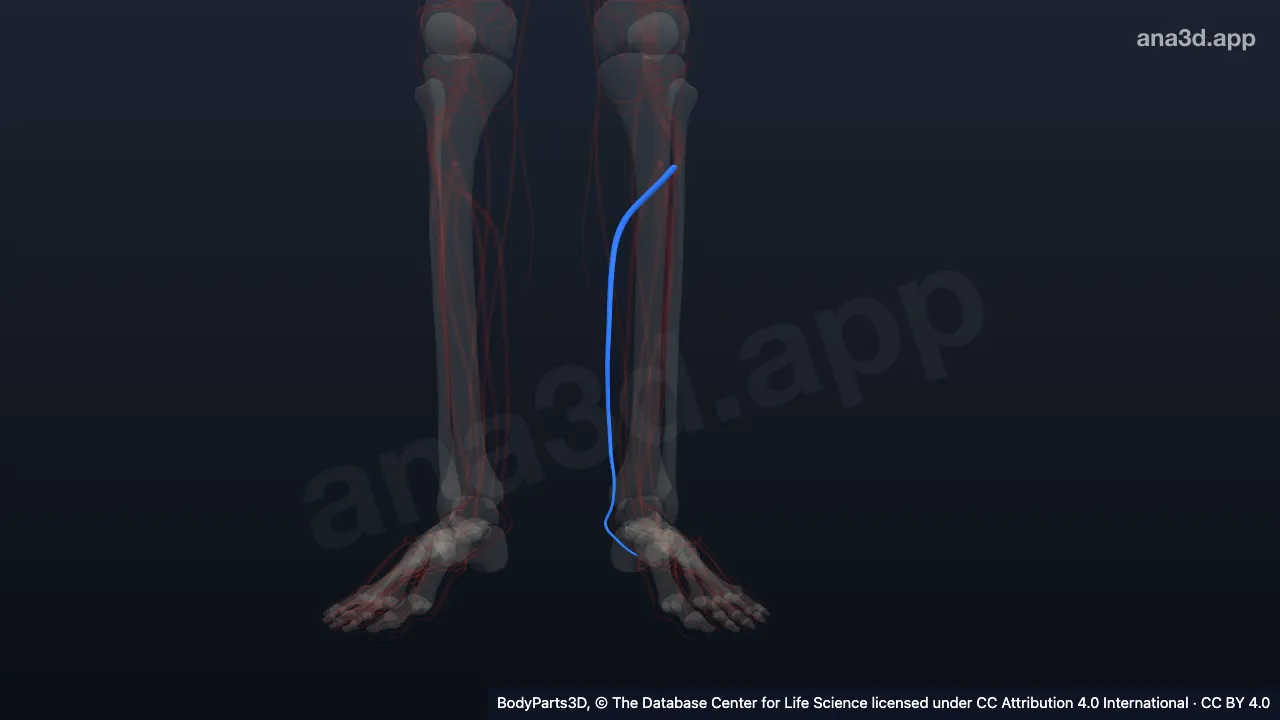 Modelo 3D: Vena tibial posterior izquierda