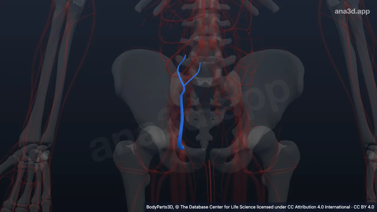 Modelo 3D: Vena epigástrica superficial derecha