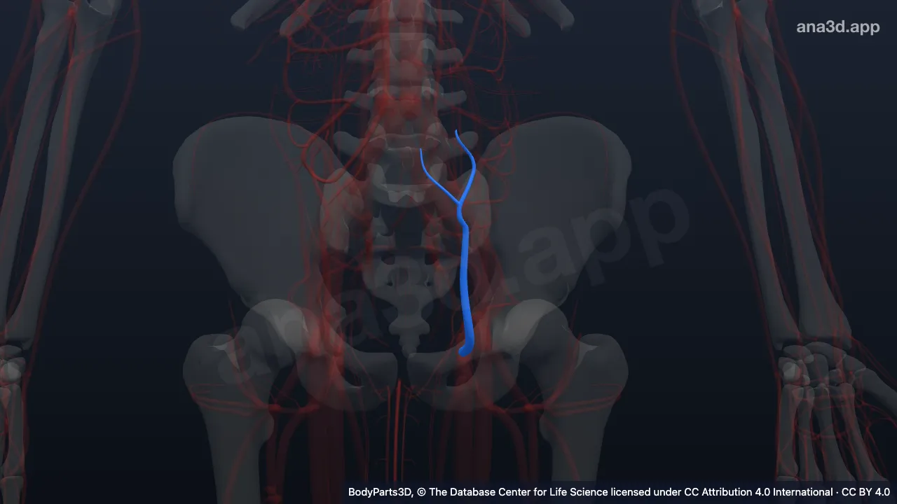 Model 3D: Vena epigastrika superfisialis kiri