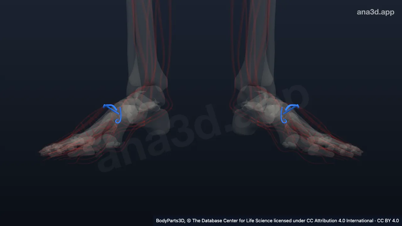 Modelo 3D: Arco venoso dorsal del pie