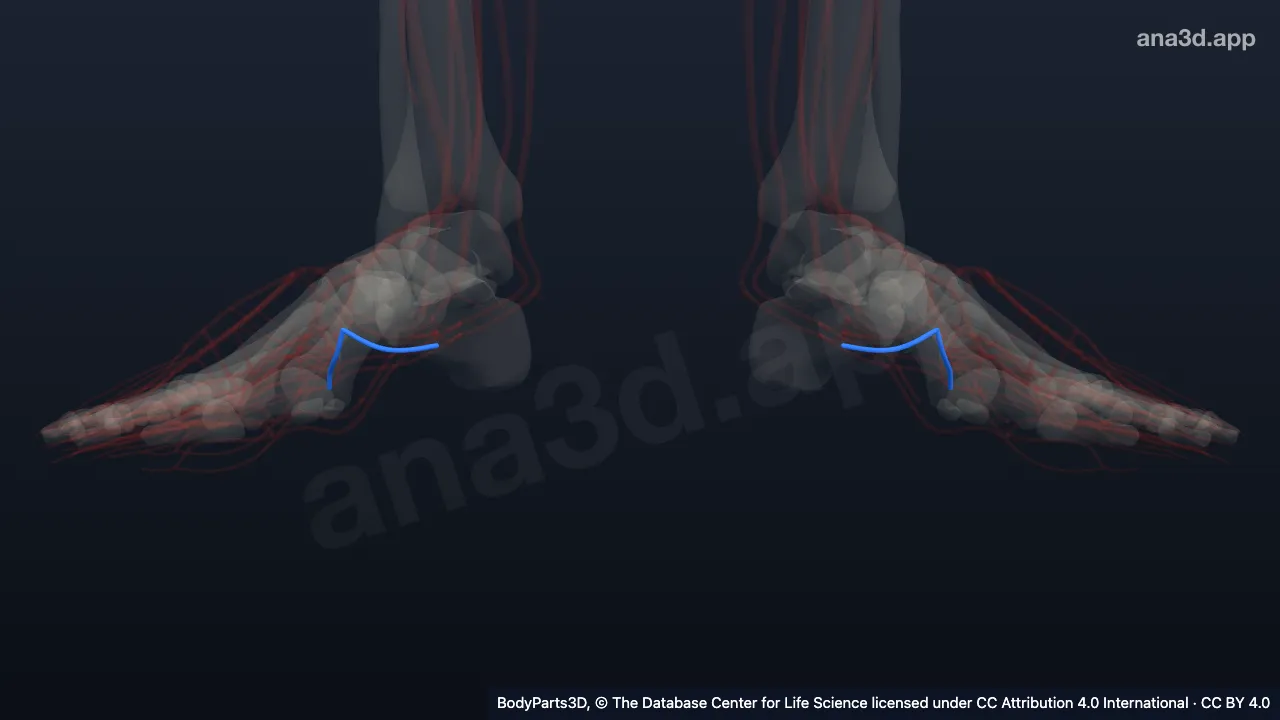 3D-Modell: Arcus venosus plantaris des Fußes