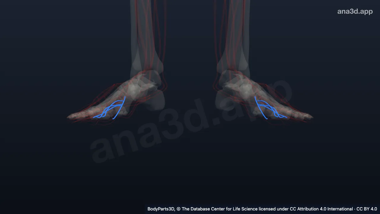 3D-Modell: Vena metatarsalis plantaris
