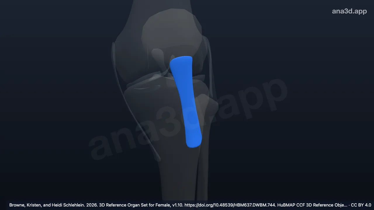 3D model: left patellar ligament