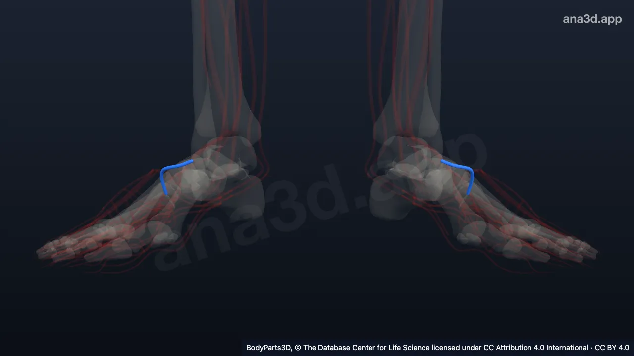 Model 3D: Arteri arkuata