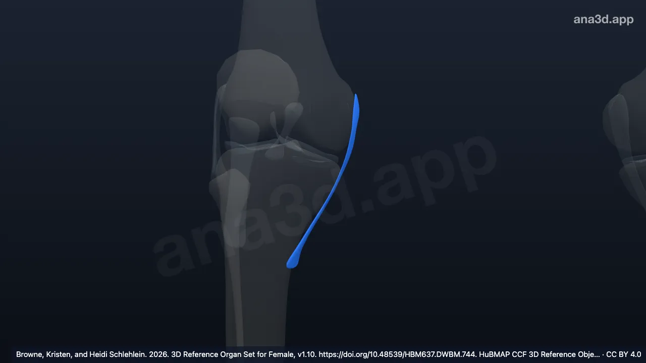 Model 3D: Ligamen kolaterale tibiale kanan