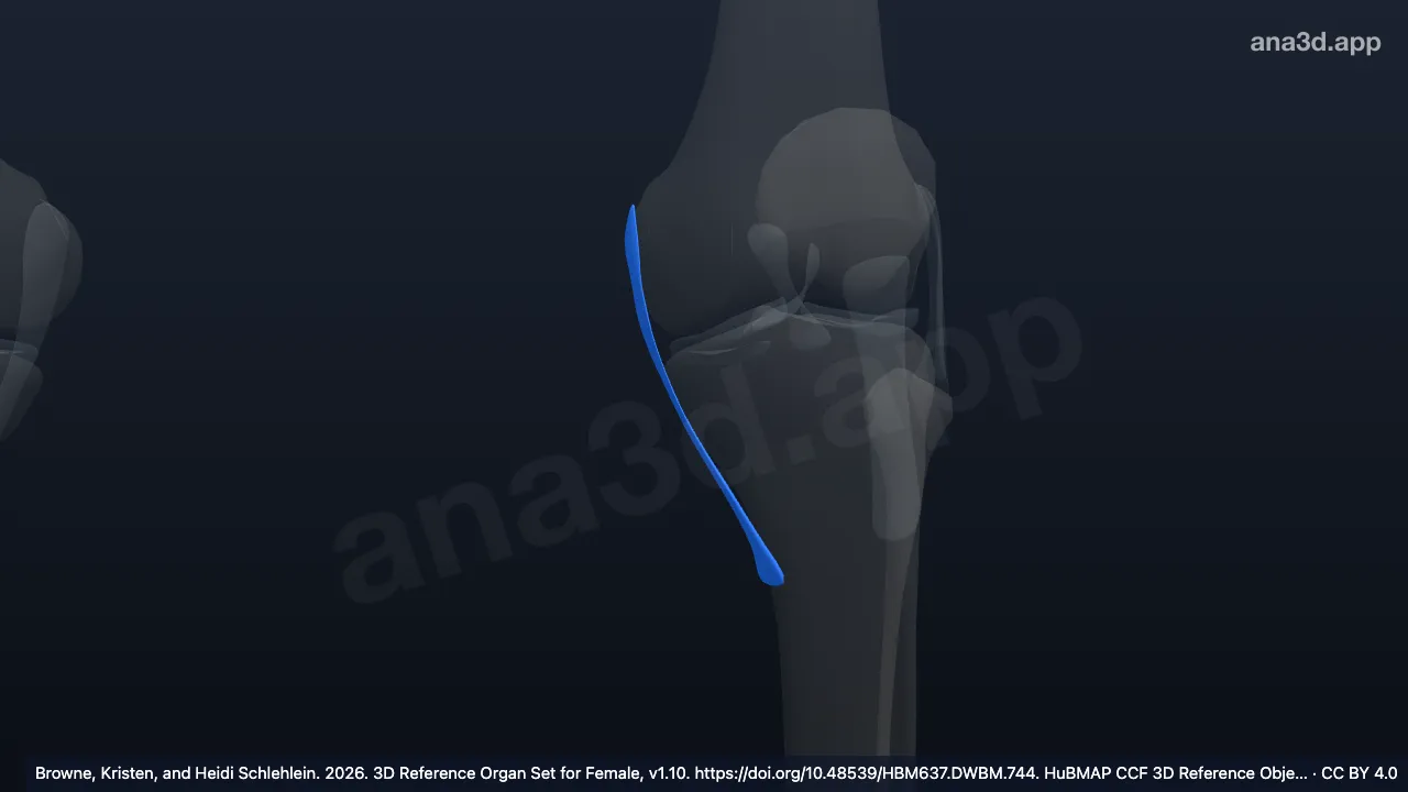 Modelo 3D: Ligamento colateral tibial esquerdo