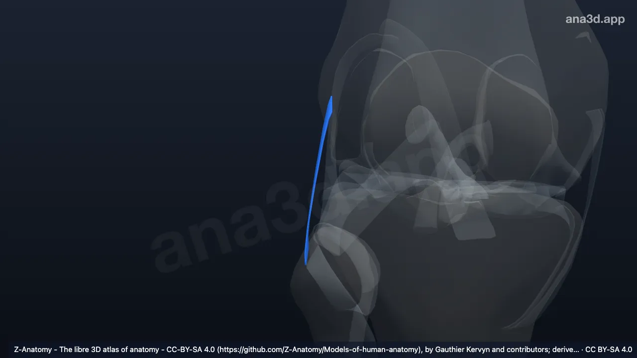 Modelo 3D: Ligamento colateral fibular direito
