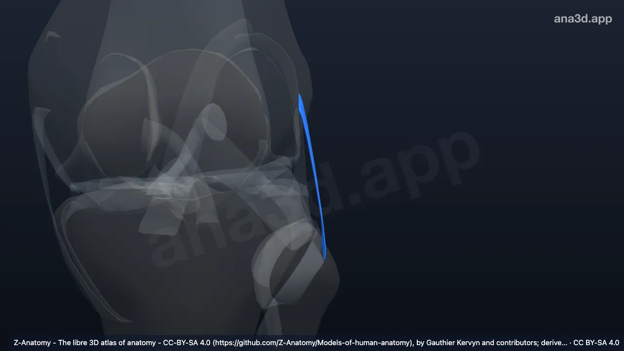 3D model: left fibular collateral ligament