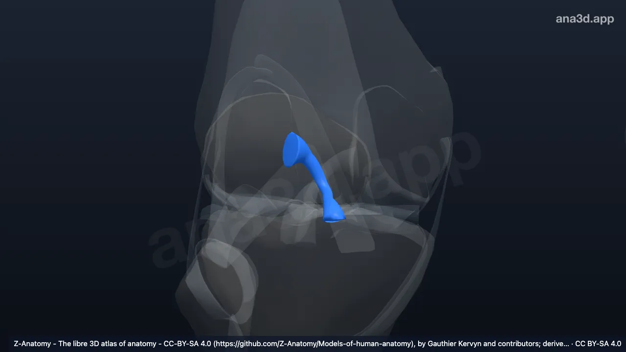 3D model: right anterior cruciate ligament