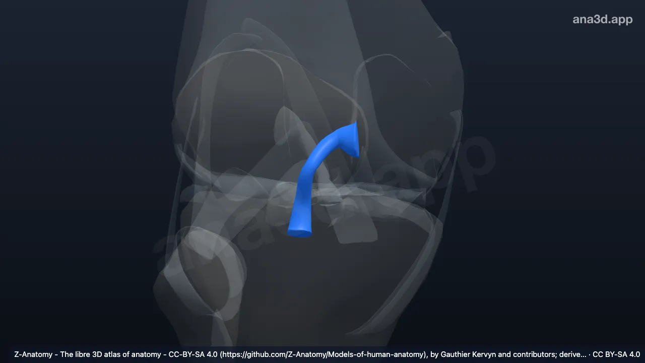 Model 3D: Ligamen krusiatum posterior kanan