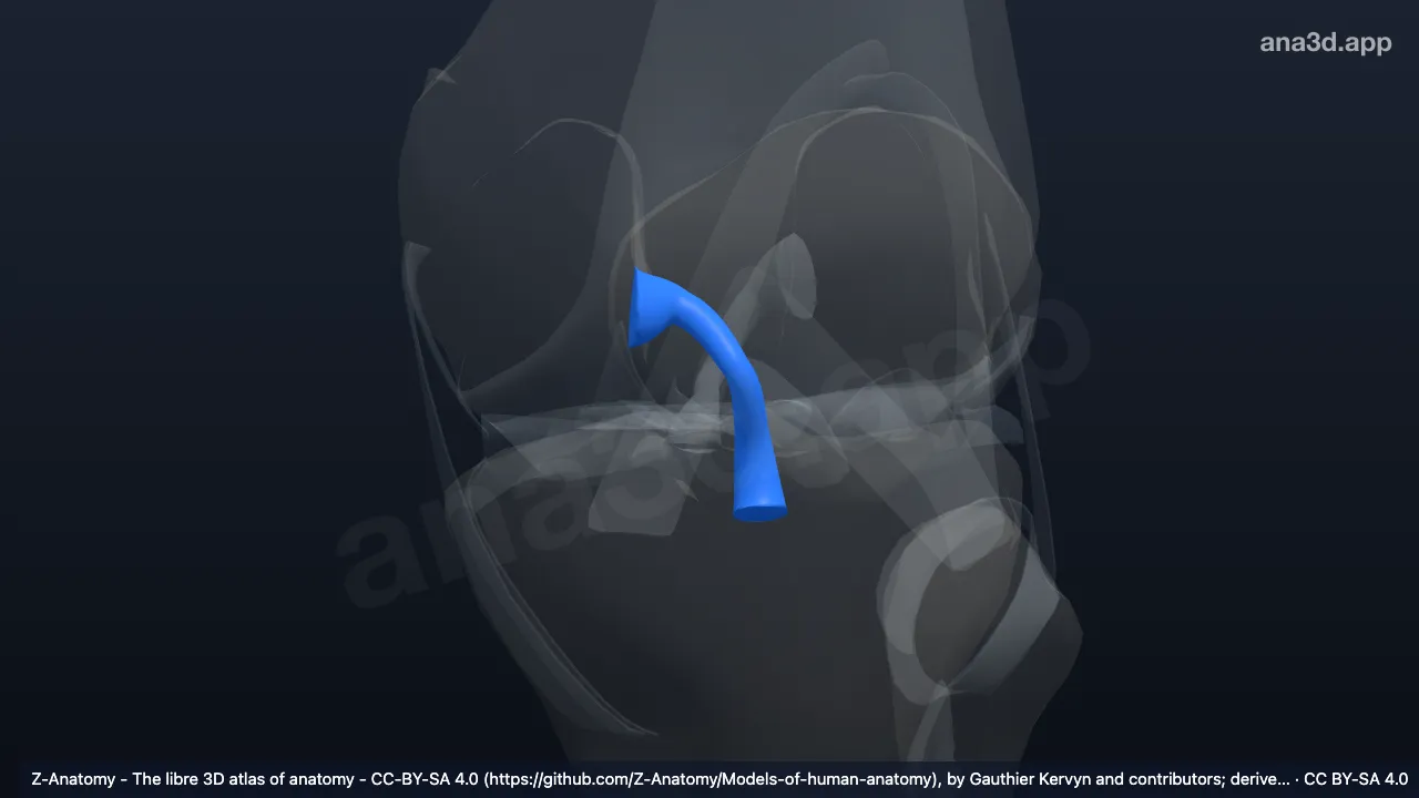 3D-Modell: Linkes Ligamentum cruciatum posterius