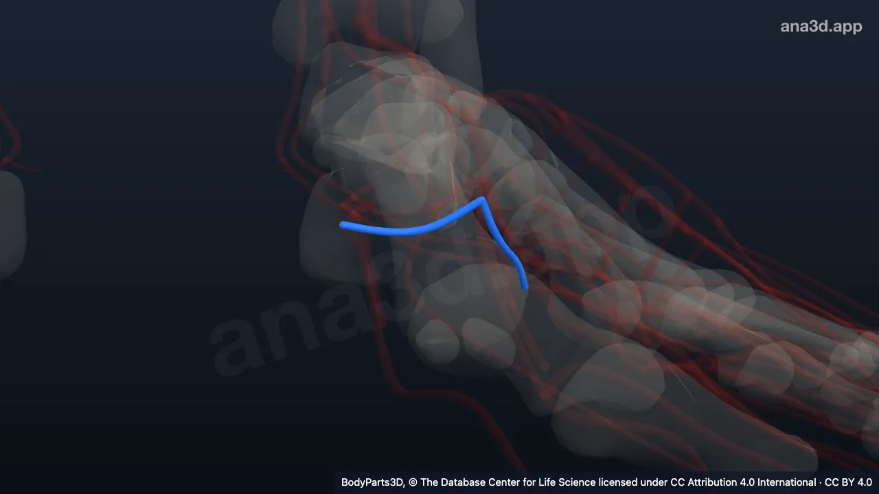3D-Modell: Arcus venosus plantaris des linken Fußes