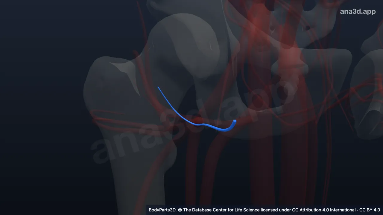 3D-Modell: Rechte Vena circumflexa femoris medialis