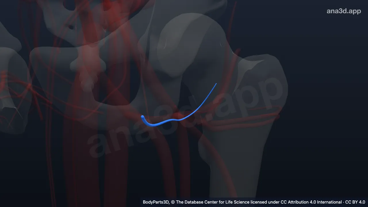 3D model: left medial circumflex femoral vein