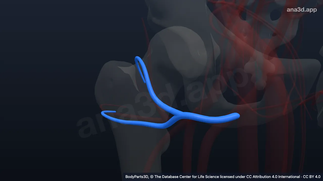 3D-Modell: Rechte Vena circumflexa femoris lateralis