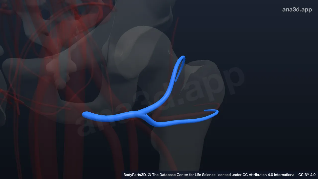 3D-Modell: Linke Vena circumflexa femoris lateralis