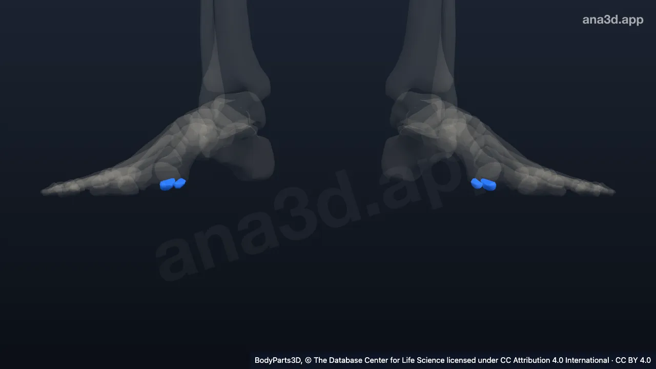 Modelo 3D: Hueso sesamoideo del pie