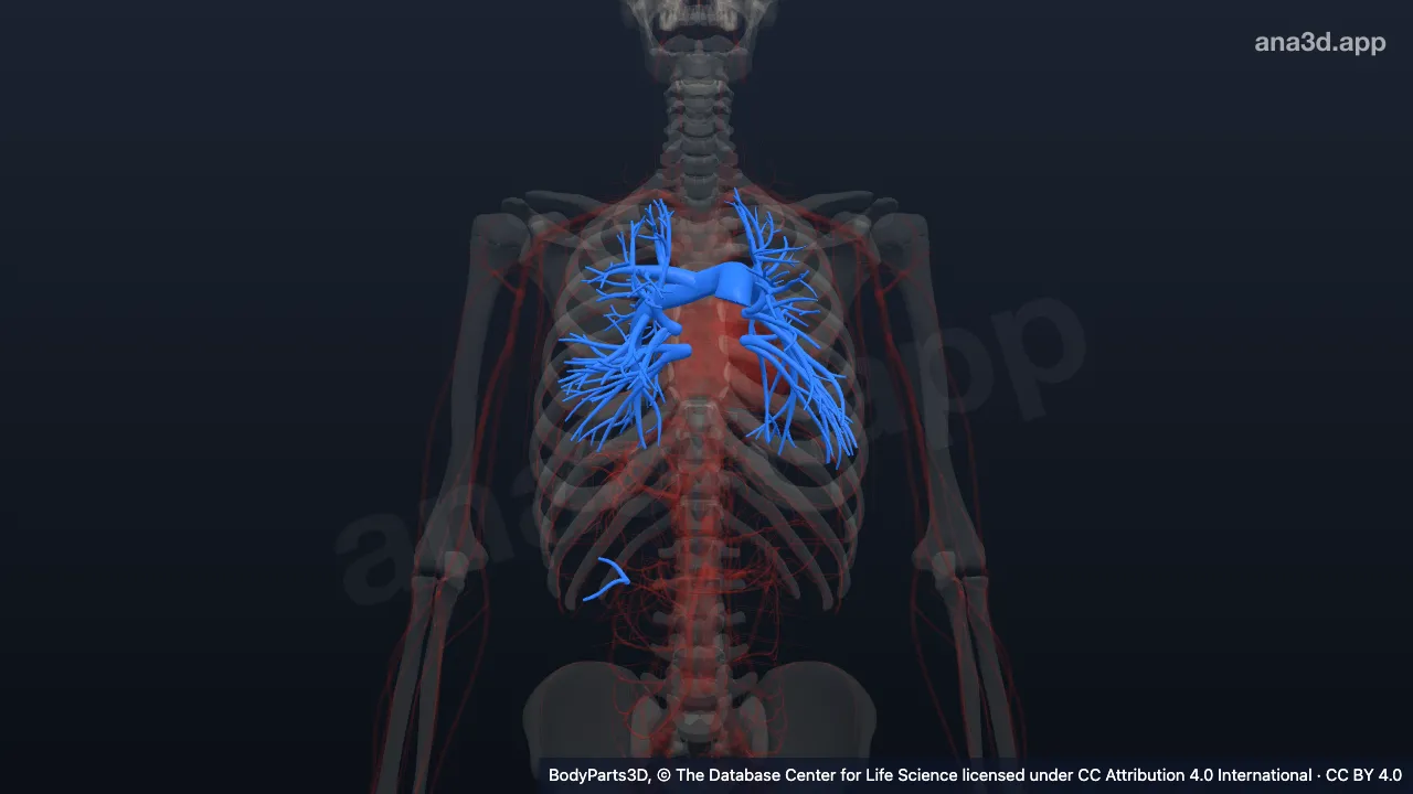 3D model: pulmonary vascular system