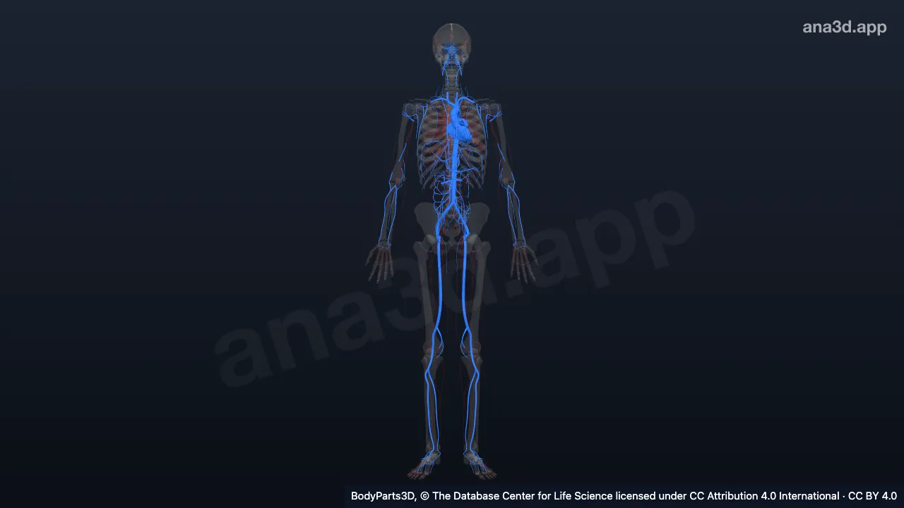 3D-Modell: Systemisches Arteriensystem