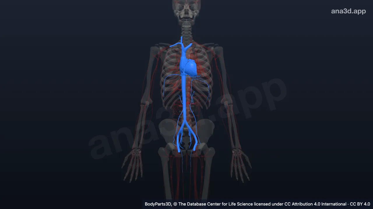 3D model: systemic venous system