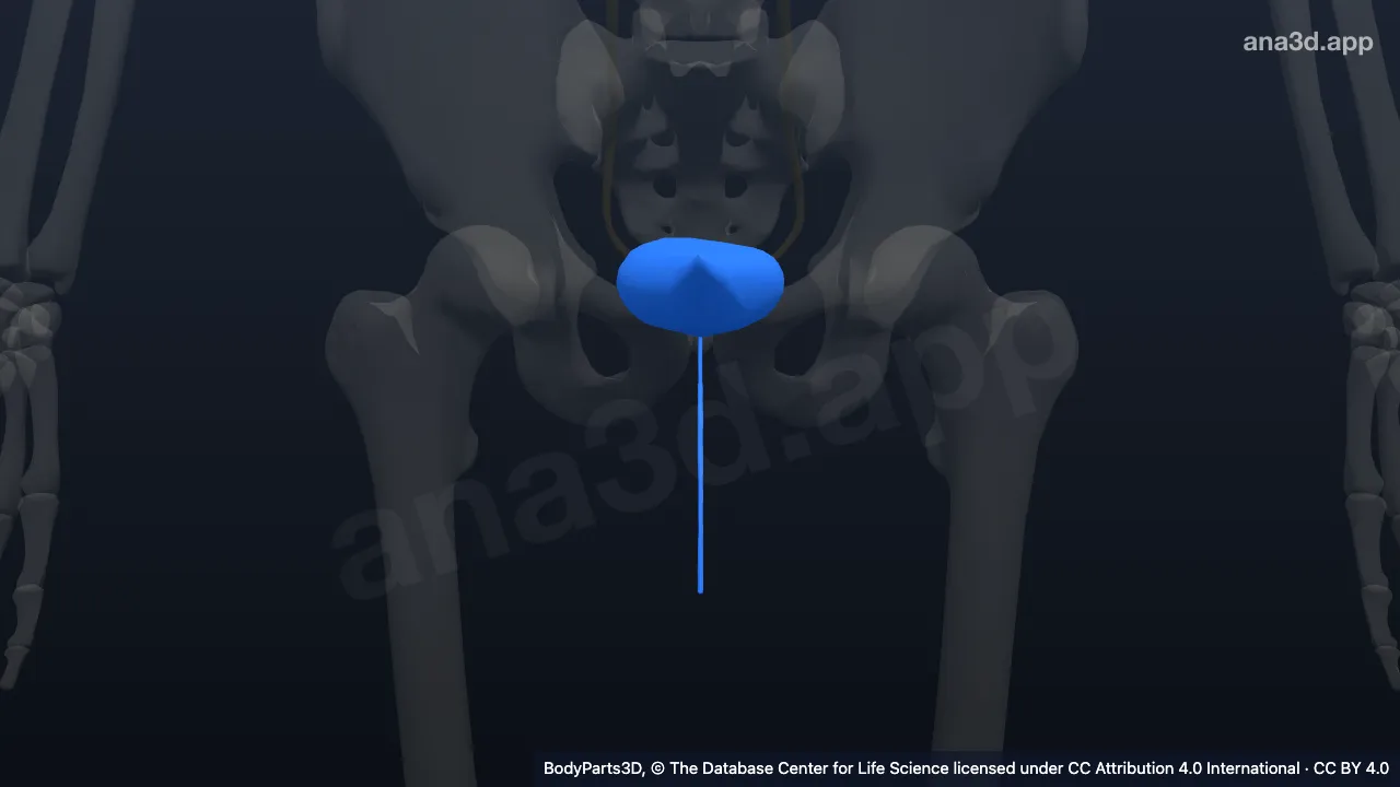 Modèle 3D : voies urinaires basses
