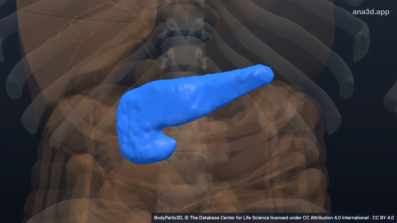 3D model: parenchyma