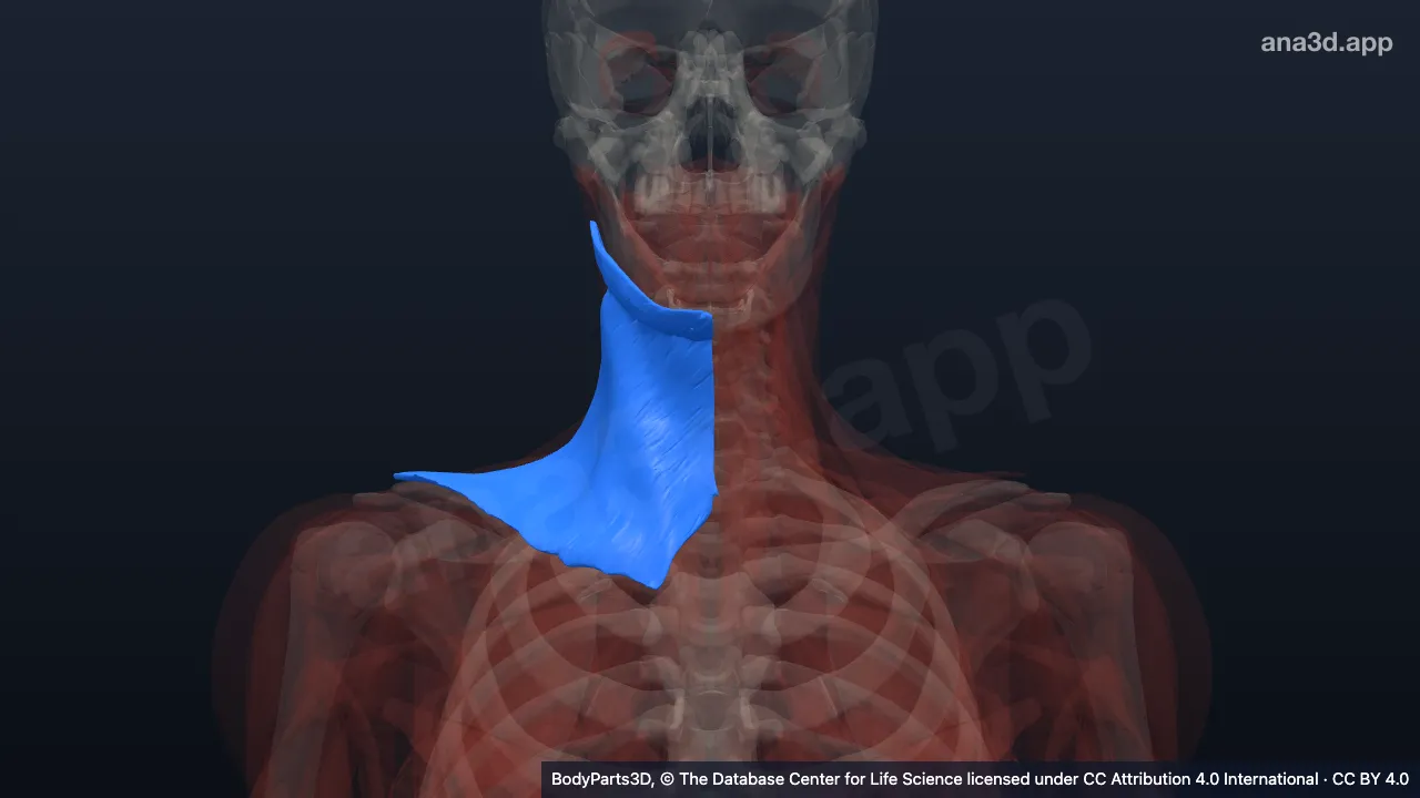 Modèle 3D : Muscle platysma droit