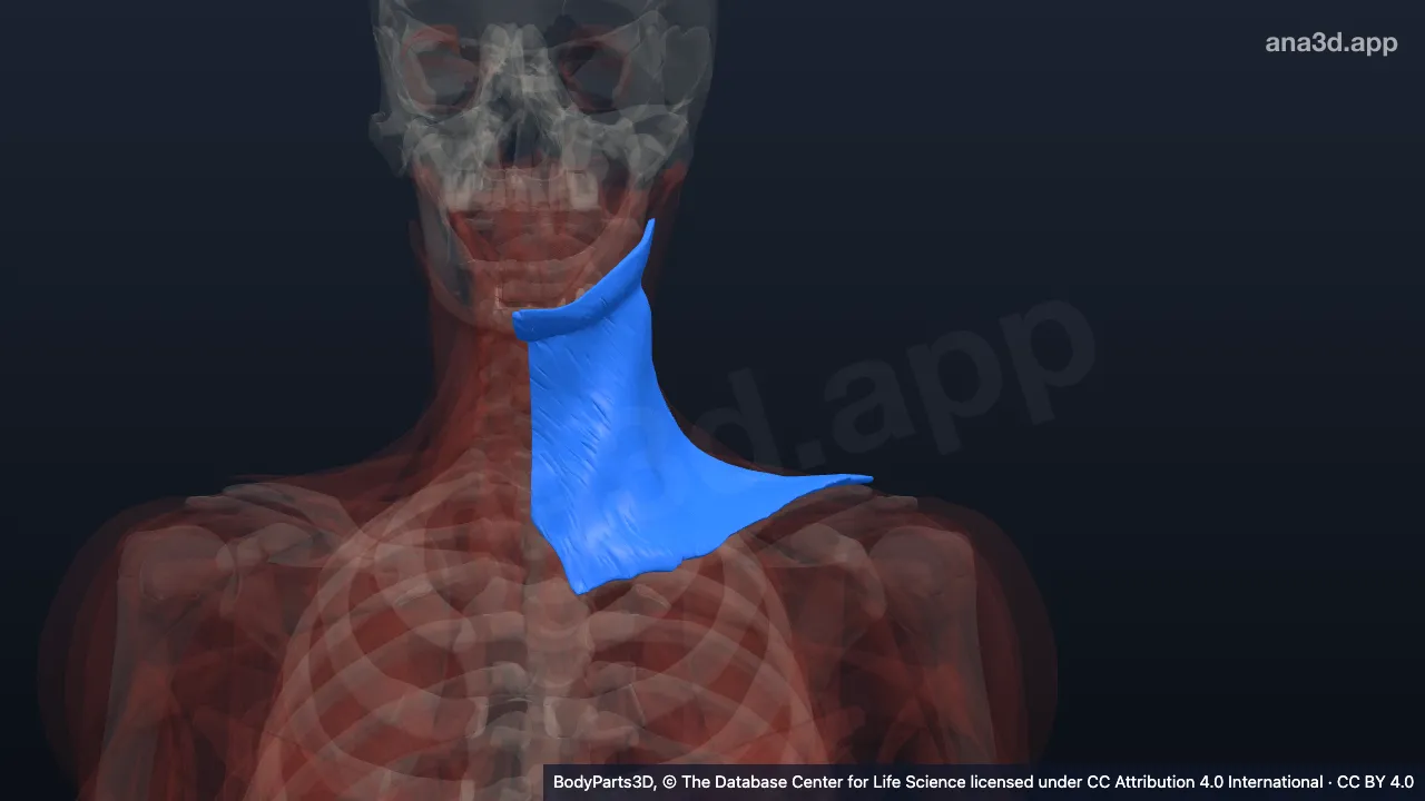 Model 3D: Otot platisma kiri