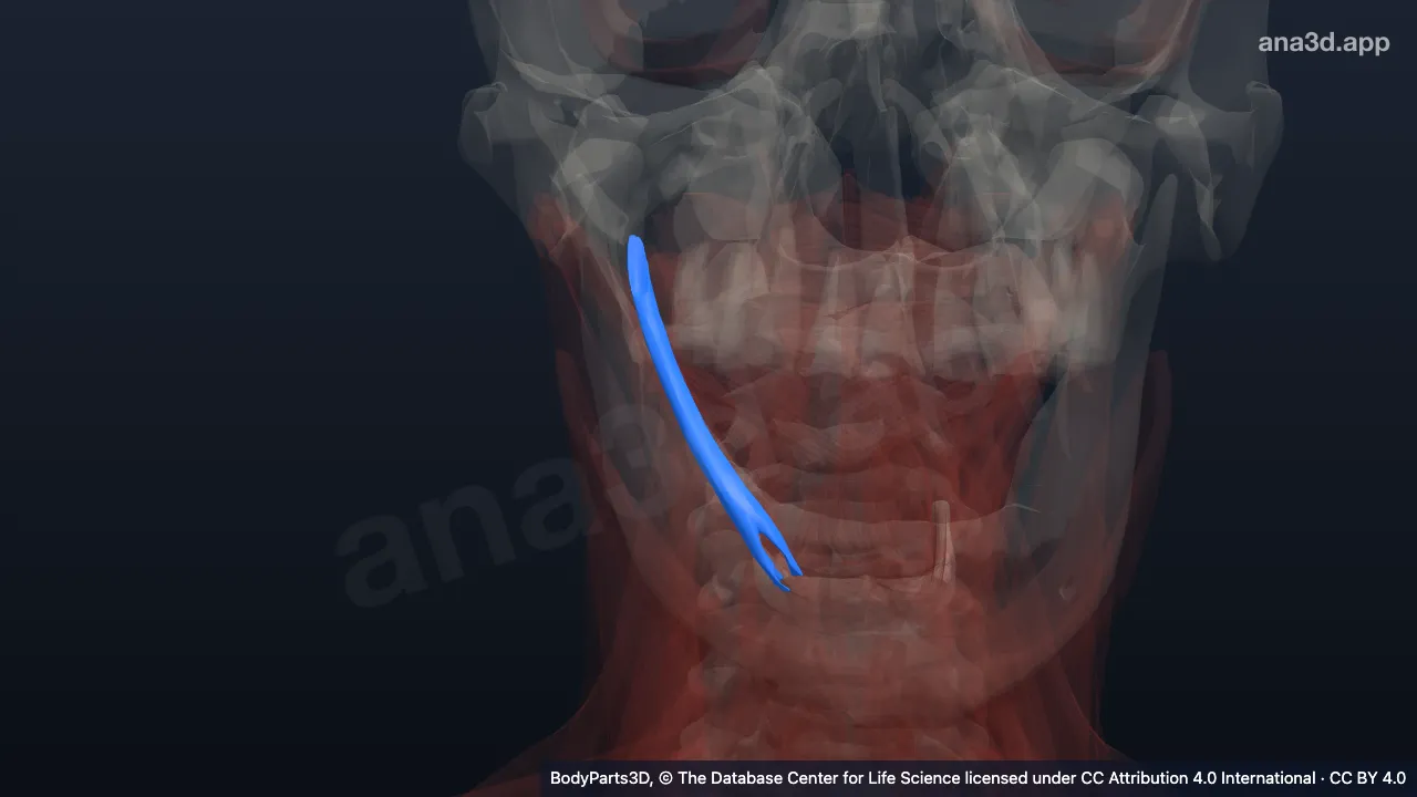 Model 3D: Otot stilohioideus kanan