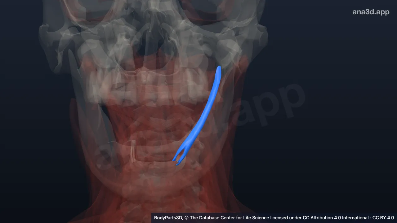 3D model: left stylohyoid