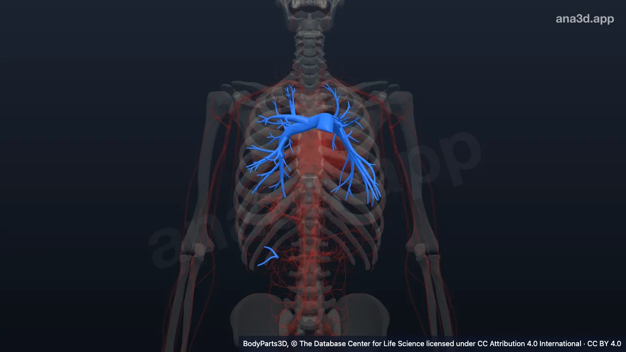 Modelo 3D: Árvore arterial pulmonar