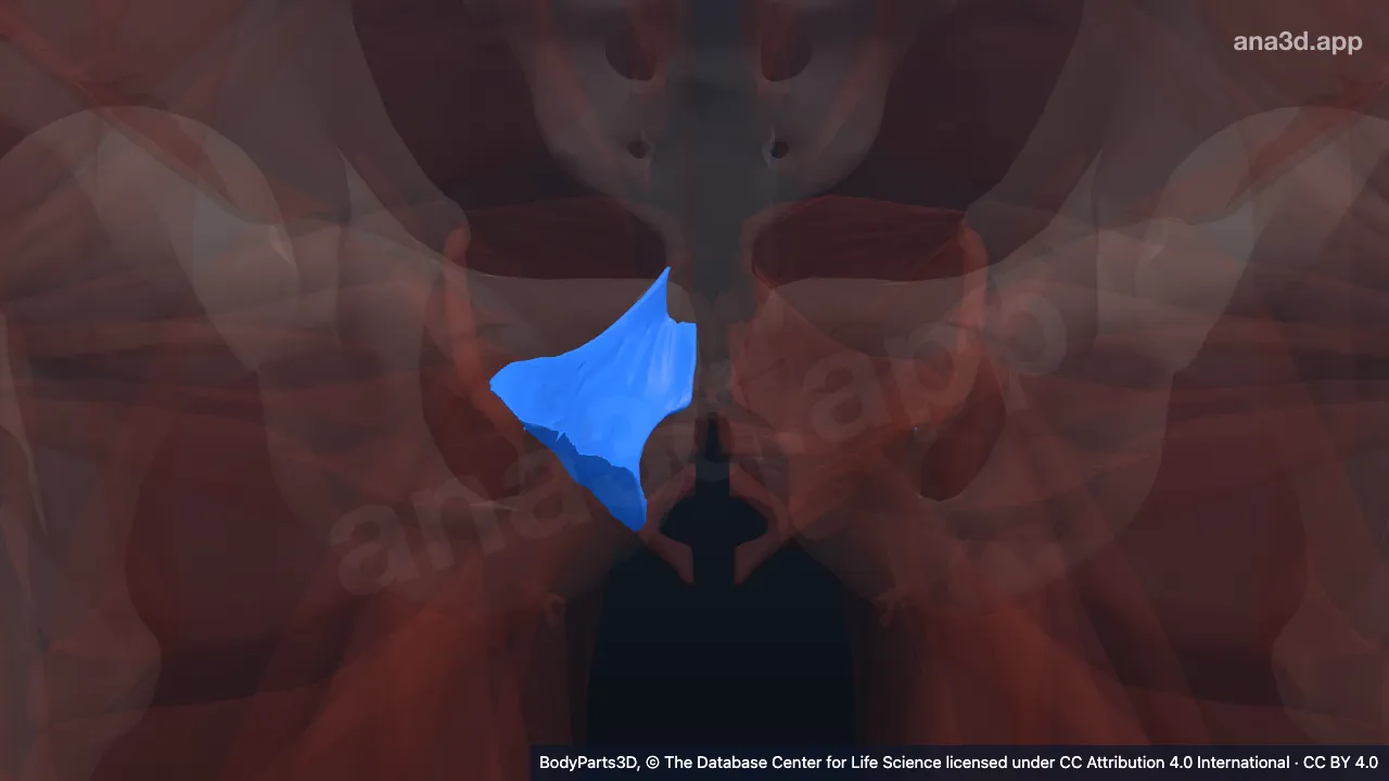 3D model: right pubococcygeus