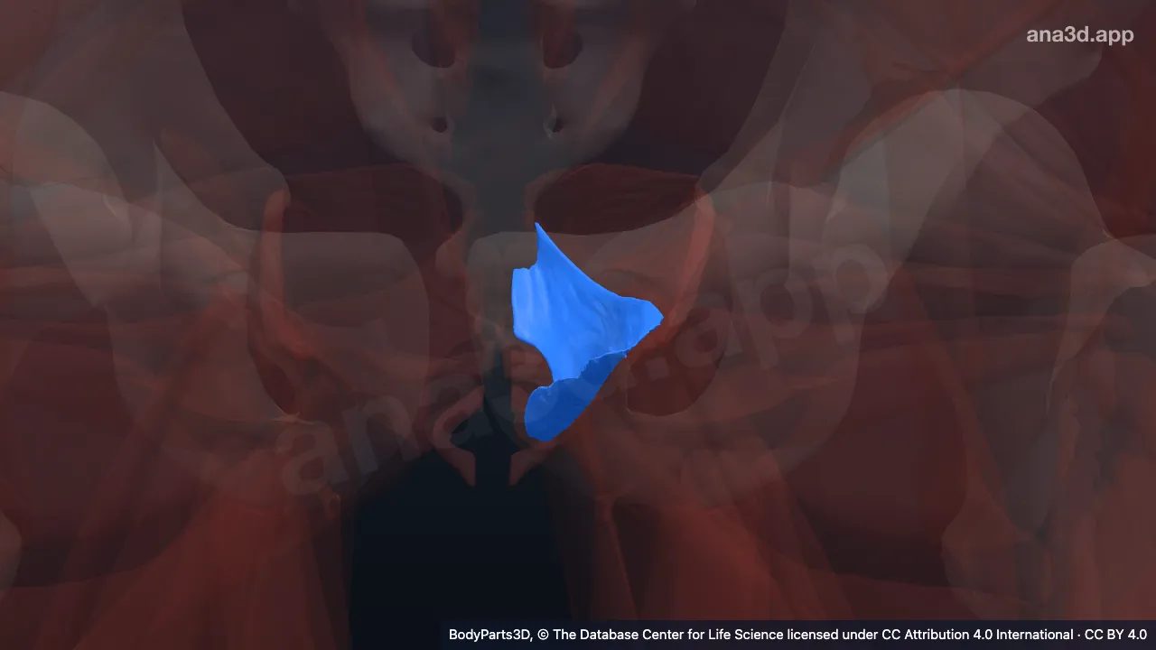 3D model: left pubococcygeus