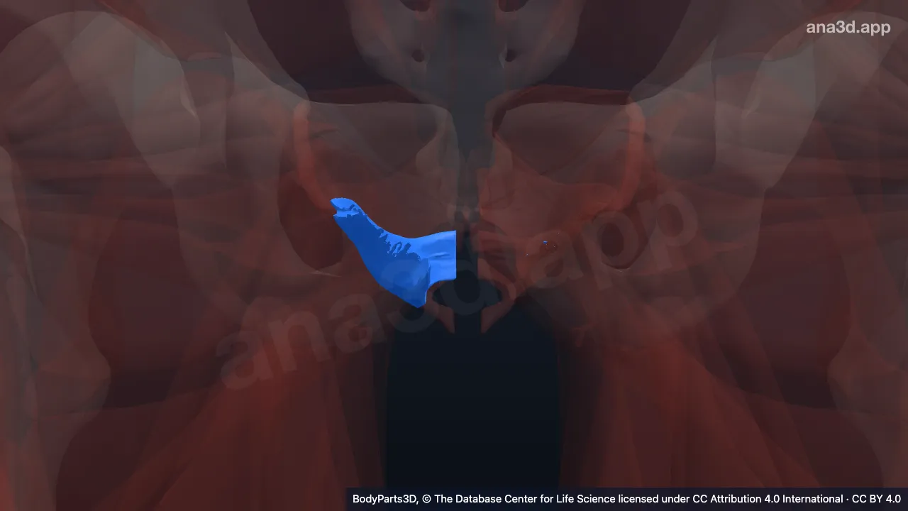 3D model: right puborectalis