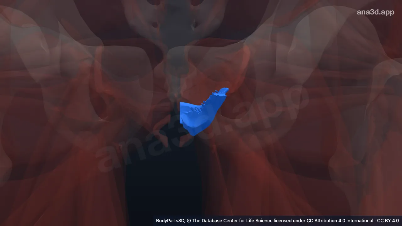 3D model: left puborectalis
