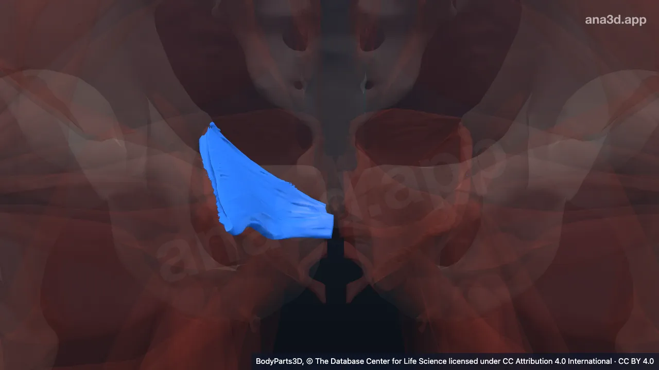 3D model: right iliococcygeus