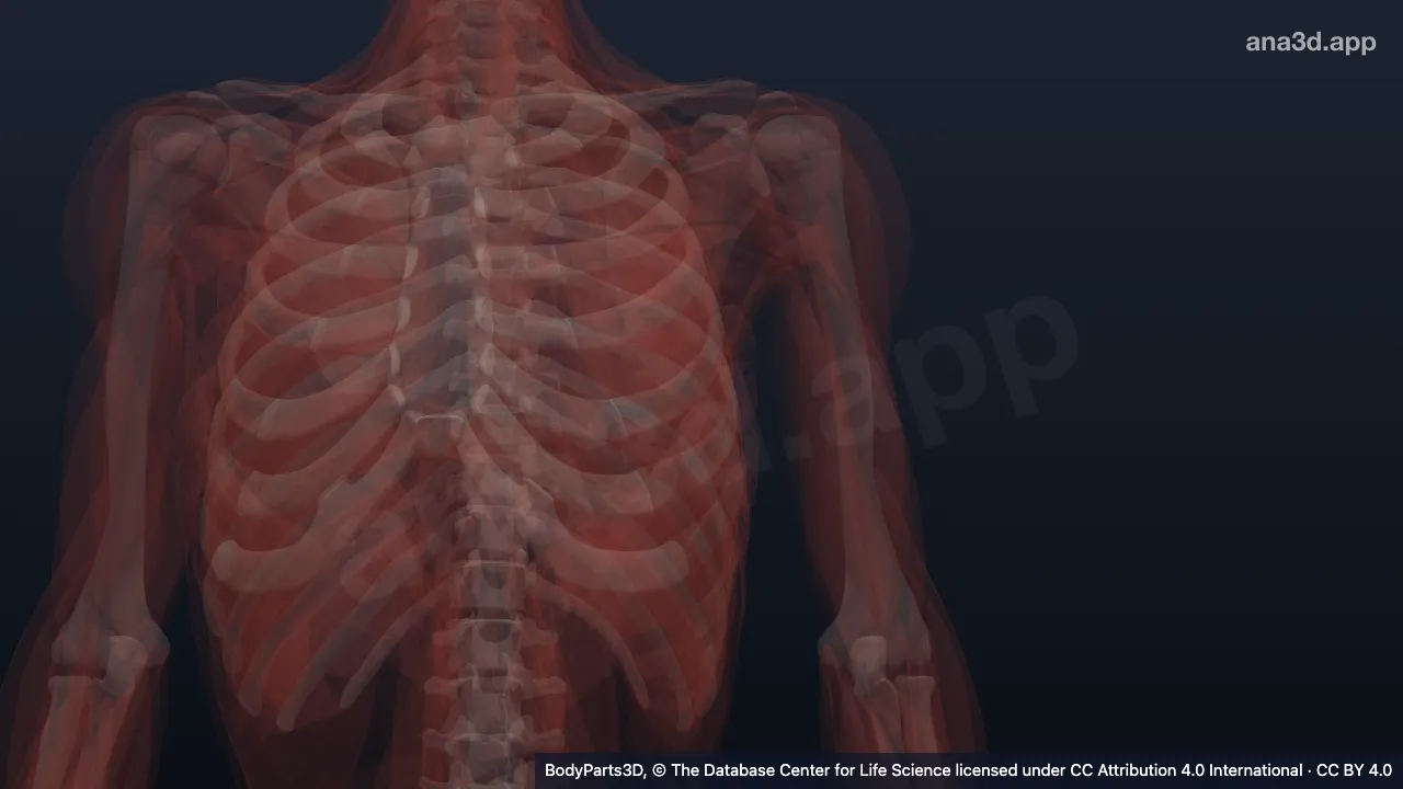 Modelo 3D: Cabeça do músculo bíceps femoral