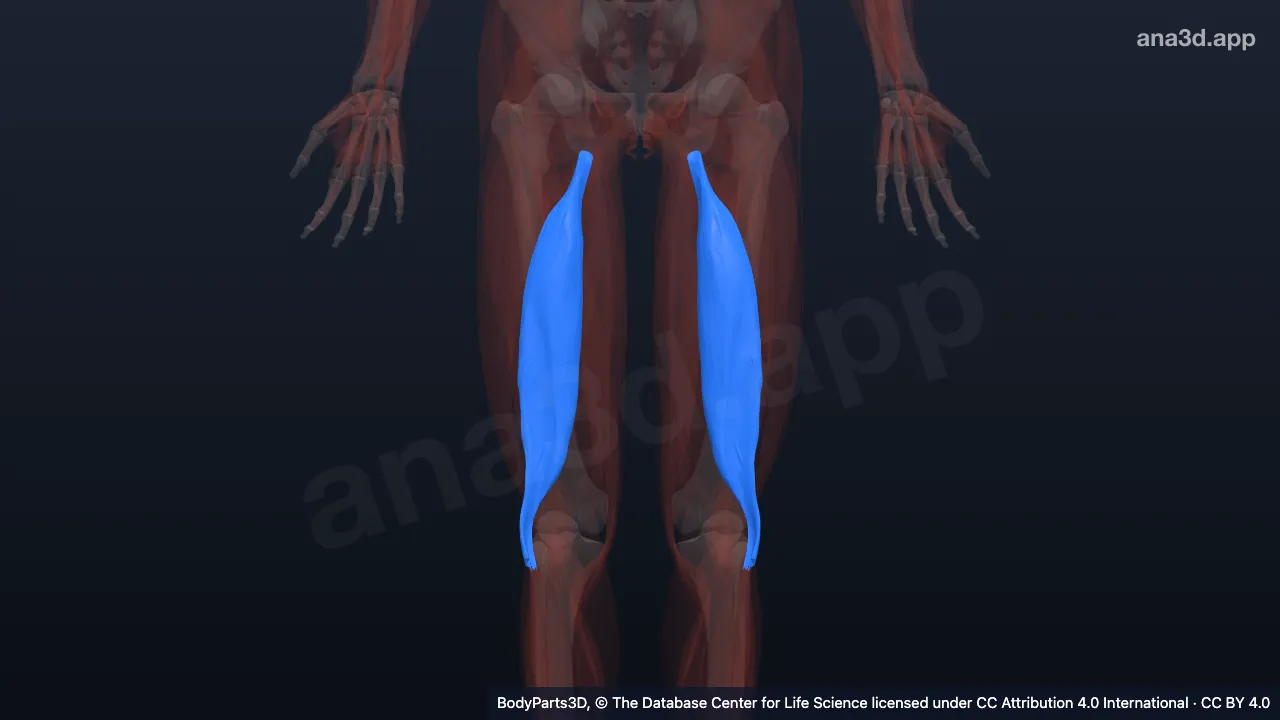 Mô hình 3D: Đầu dài của cơ nhị đầu đùi