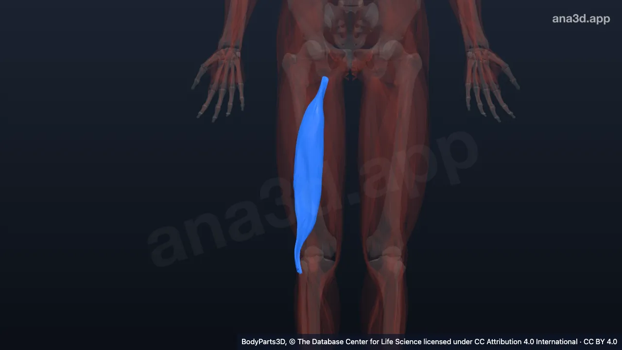3D model: long head of right biceps femoris