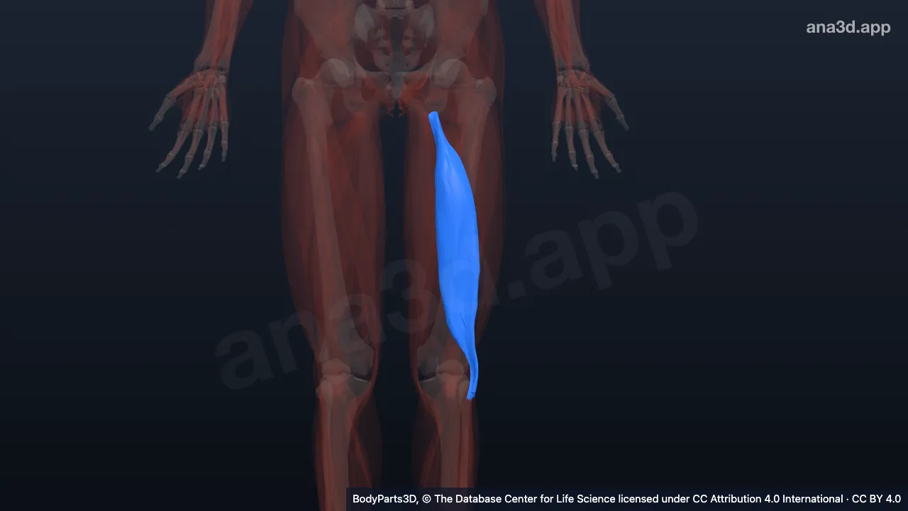 3D model: long head of left biceps femoris