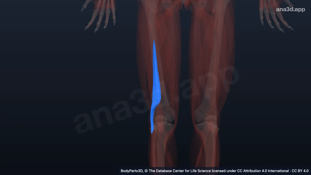 Modelo 3D: Cabeça curta do bíceps femoral direito