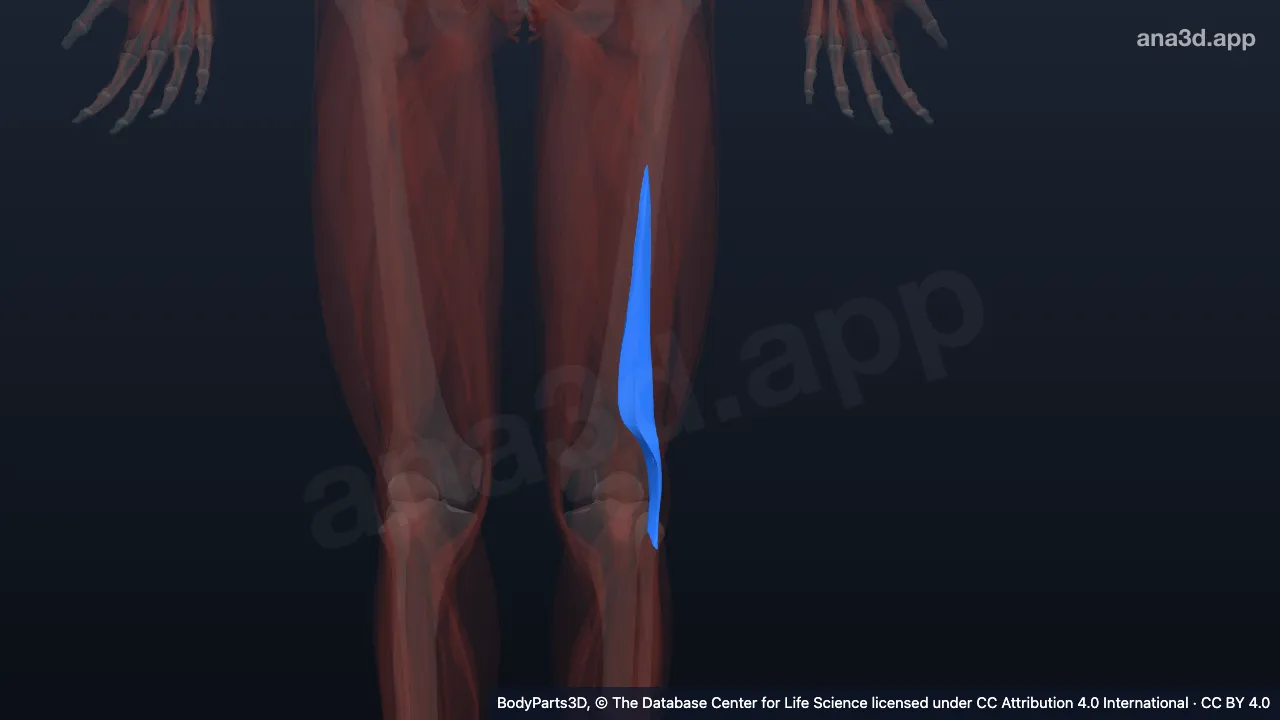 3Dモデル：左大腿二頭筋の短頭